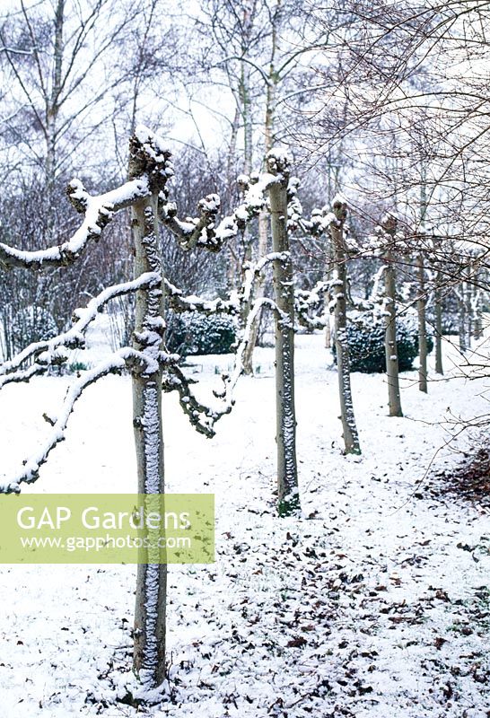 Pleached lime trees forming boundary in Winter garden