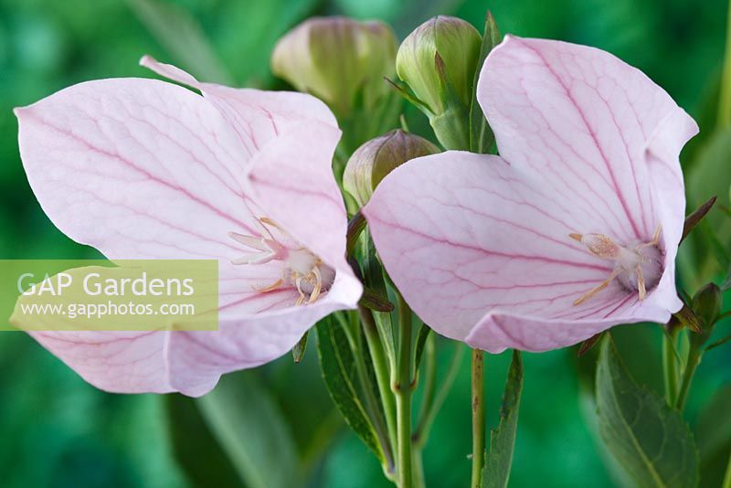 Platycodon grandiflorus 'Fuji Pink' - Balloon flower, July