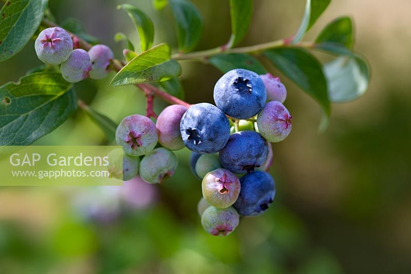 Fruit of Vaccinium 'Ivanhoe' - Blueberry