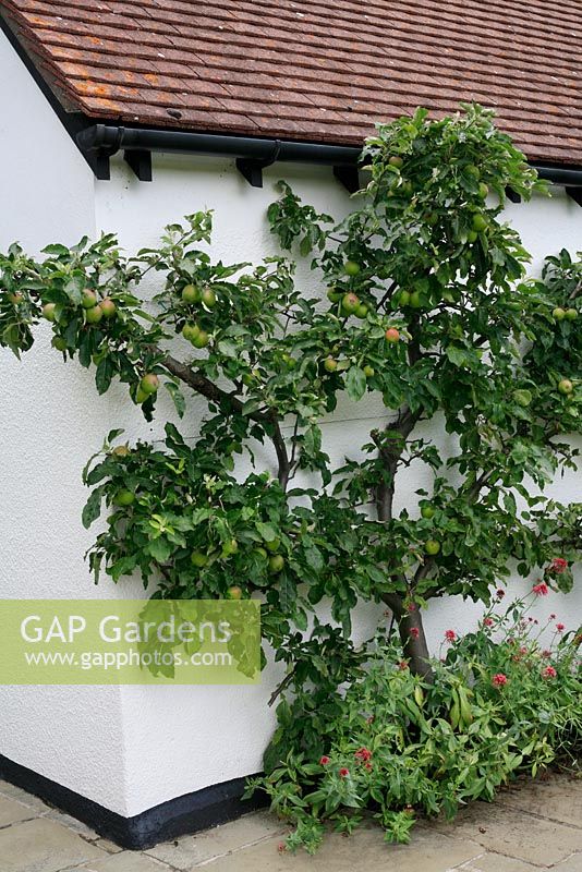Fan trained Malus  - Apple tree tied in to parallel wires in a tight space on a garage wall