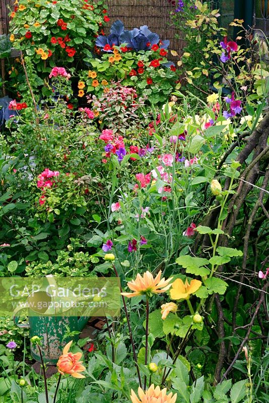 Flowers for cutting including Dahlias, Lathyrus - Sweet Pea wigwam and Rosa with Tropaeolum - Nasturtiums and red Cabbage in the background