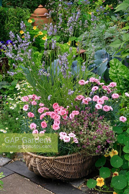 Scented flowers and foliage of Silver variegated Thymus -Thyme, Lavandula - Lavender and Dianthus 'Raspberry Sundae' growing in a grey wicker basket on a path that borders a decorative kitchen garden. 