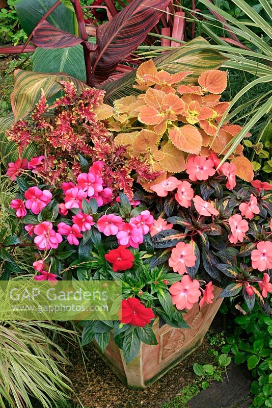 Pot of Variegated Impatiens New Guinea Busy Lizzies with Coleus and Canna Tropicanna 'Phasion' behind.