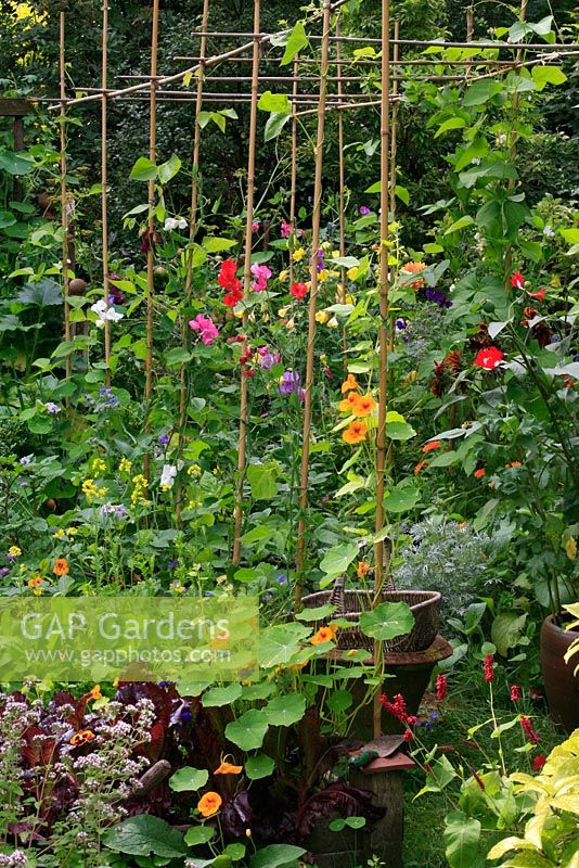 Bamboo cane pergola planted with mixed varieties of Runner bean, Lathyrus - Sweet peas and Tropaeolum - Nasturtiums