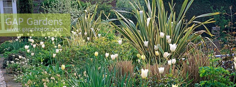 Spring border of Tulipa, Phormium and grasses