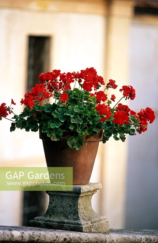 Red Perlagonium in pot on staircase at entrance - Villa Della Porta Bozzolo, Casalzuigno, Italy