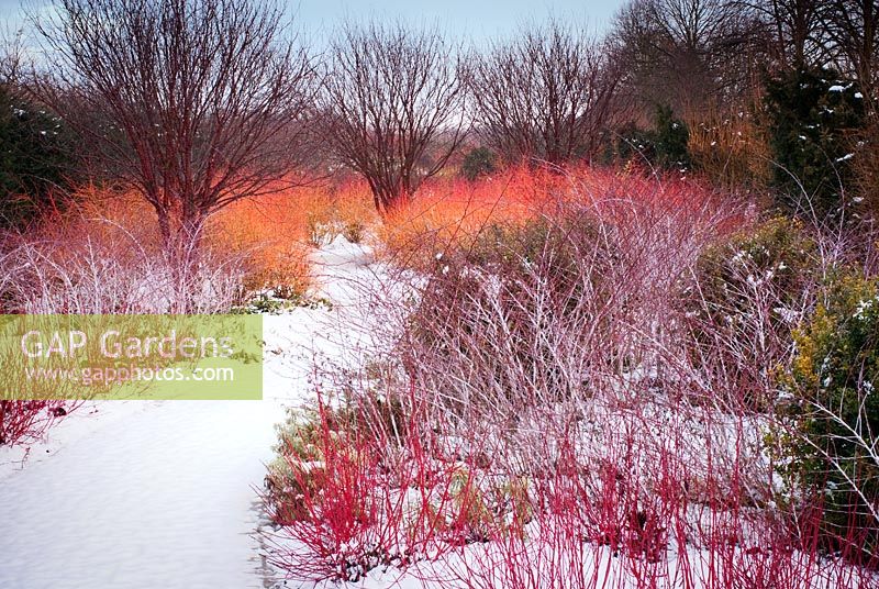 Winter walk at Anglesey Abbey showing brightly coloured stems of Cornus and Rubus thibetanus in February