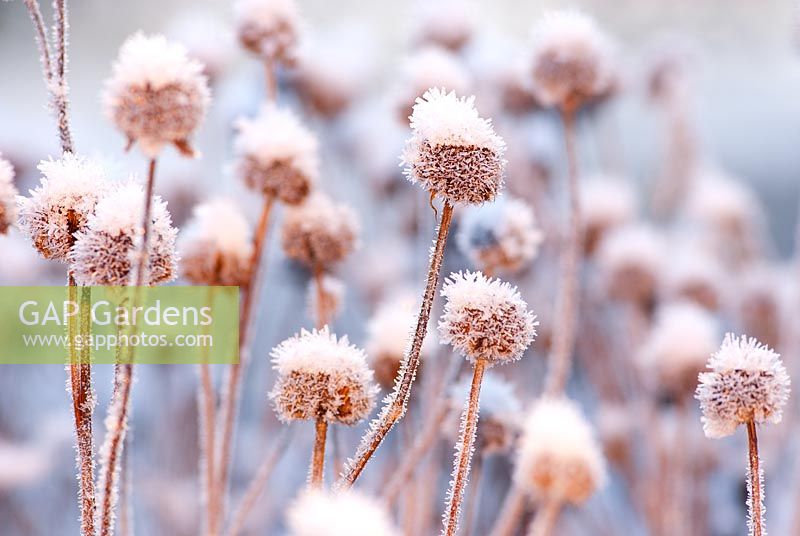 Frosty Monarda seedheads in snow - Bergamot in December