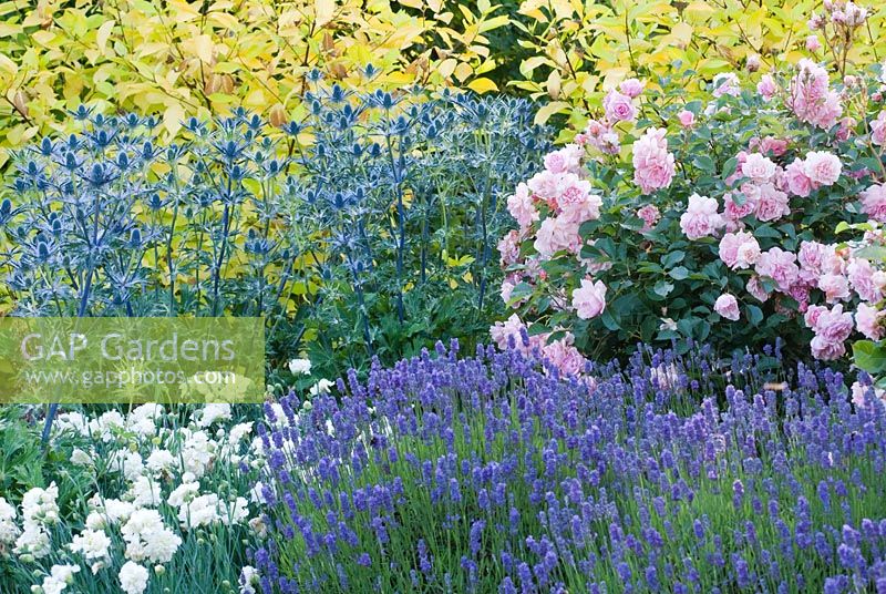 Rosa 'Felicia', Eryngium x zabellii 'Big Blue', Lavandula angustifolia 'Lavenite Petite', Dianthus 'Mrs Sinkins', Cornus alba 'Aurea' - The Fragrant Garden, Bressingham Gardens, Norfolk