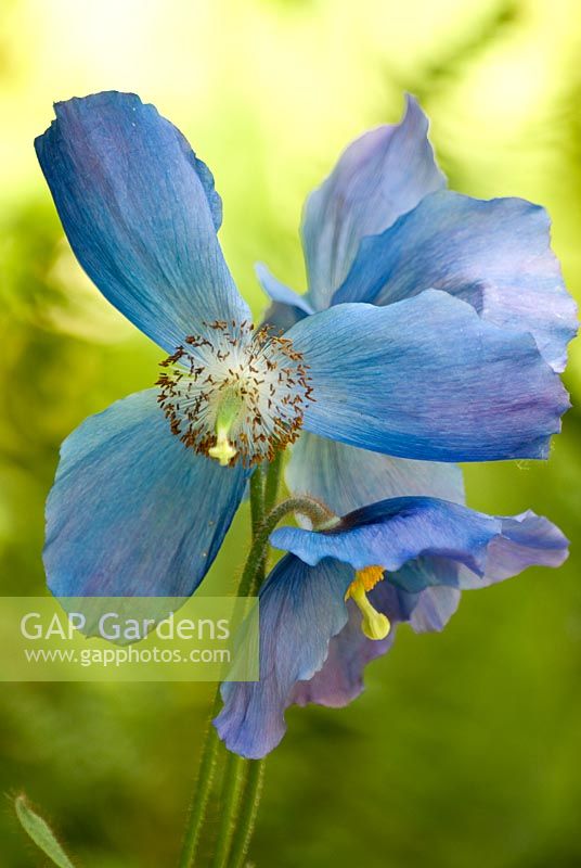 Meconopsis 'Huntfield'