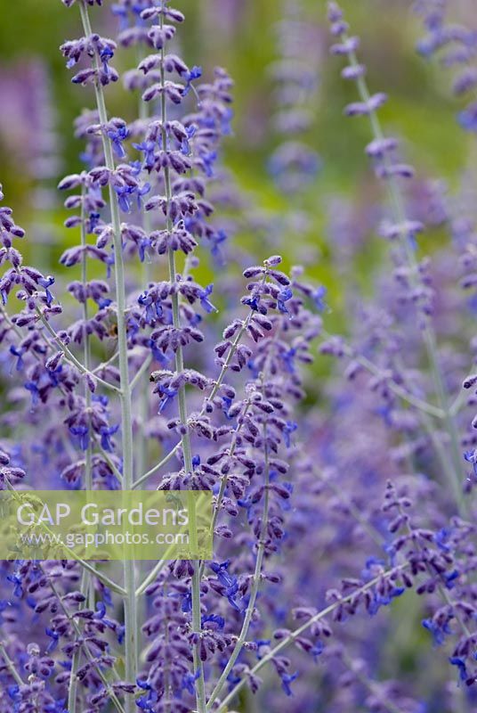 Perovskia atriplicifolia 'Little Spire' - RHS Wisley