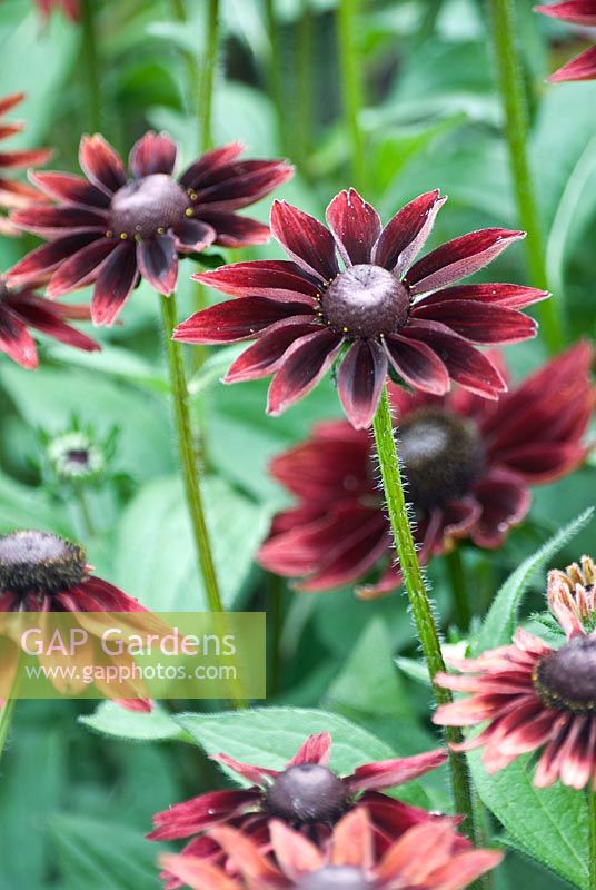 Rudbeckia 'Cherry Brandy'