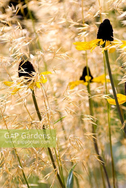 Rudbeckia maxima and Stipa gigantea