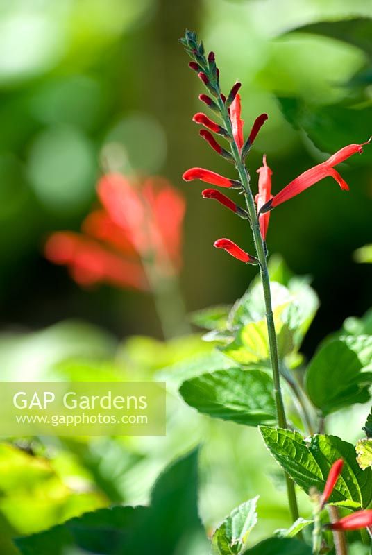 Salvia elegans