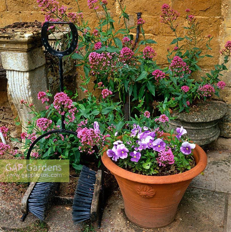 Boot cleaner, Viola in pot and Valerian 