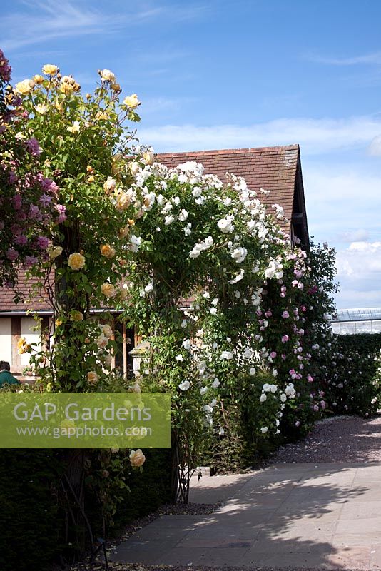 Rosa 'Paul Transon' on pergola