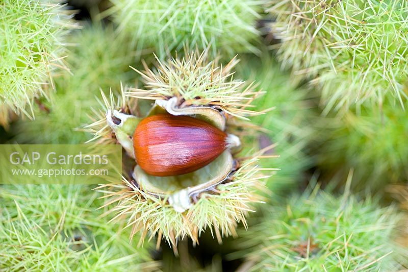 chestnut seeds for sale
