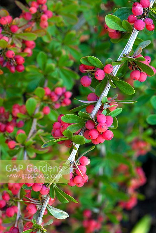 Berberis x carminea 'Pirate King'