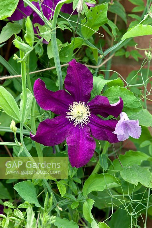 Clematis 'Warsaw Nike' with Clematis 'Betty Corning'
