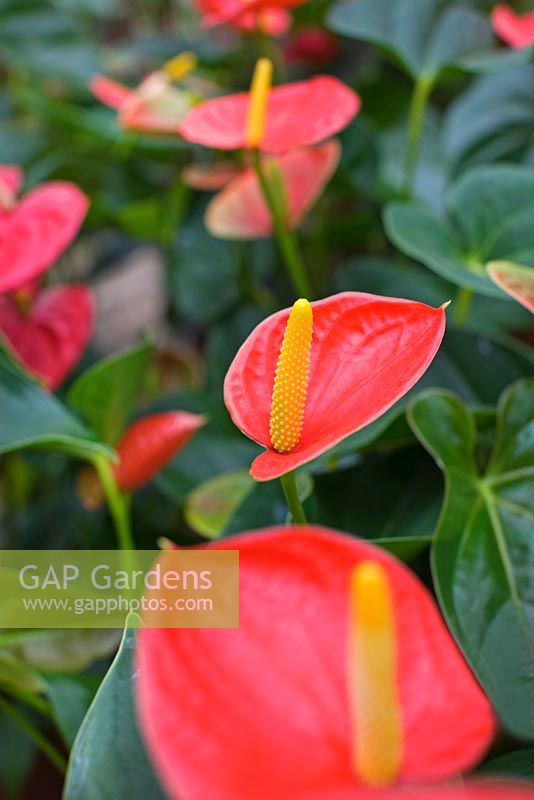 Anthurium 'Fever'