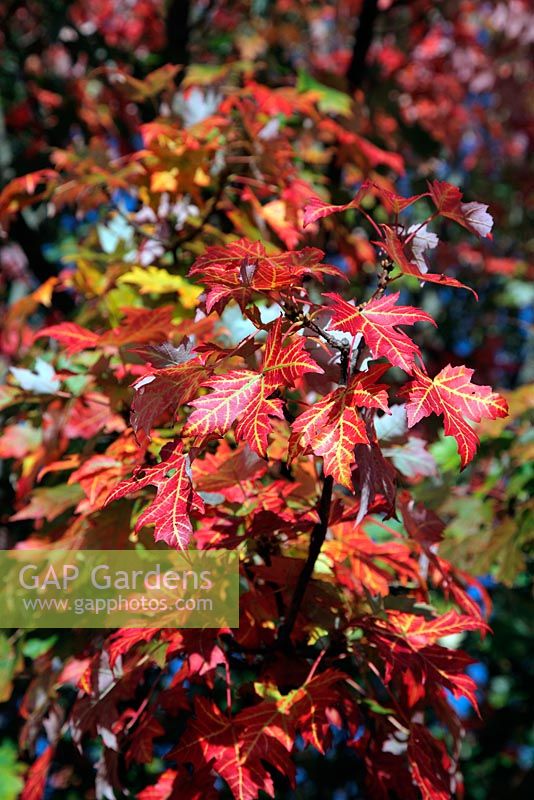 Acer saccharinum - Sugar Maple showing autumn colour