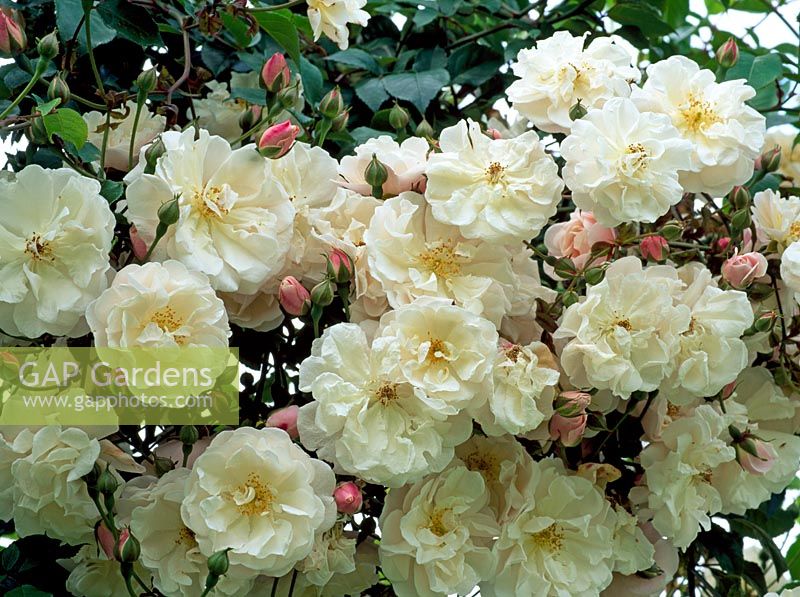 Rosa 'Adelaide d'Orleans'