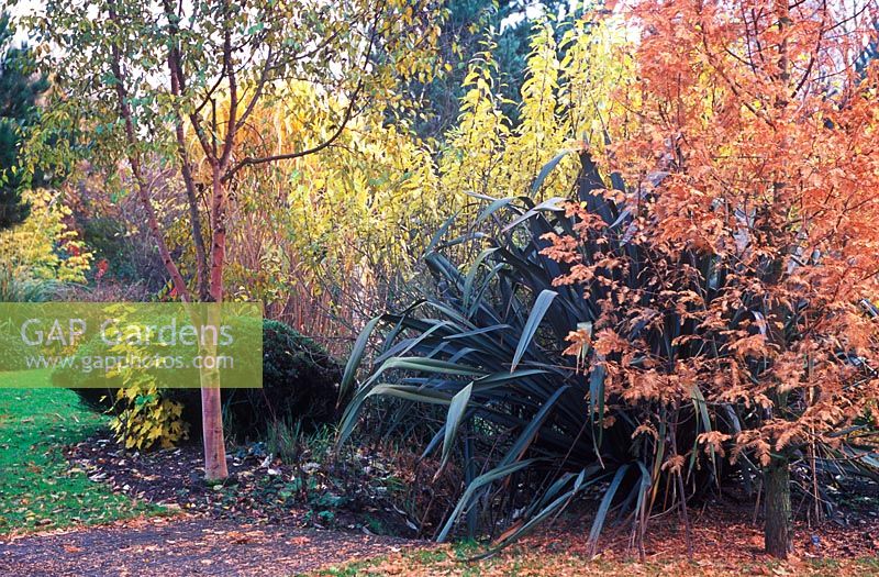 Autumn border at BlueBell Arboretum in November - Betula albosinensis 'Chinese Garden', Phormium tenax 'Atropurpureum', Flax Lily and Metasequoia glyptostroboides 'Gold Rush'