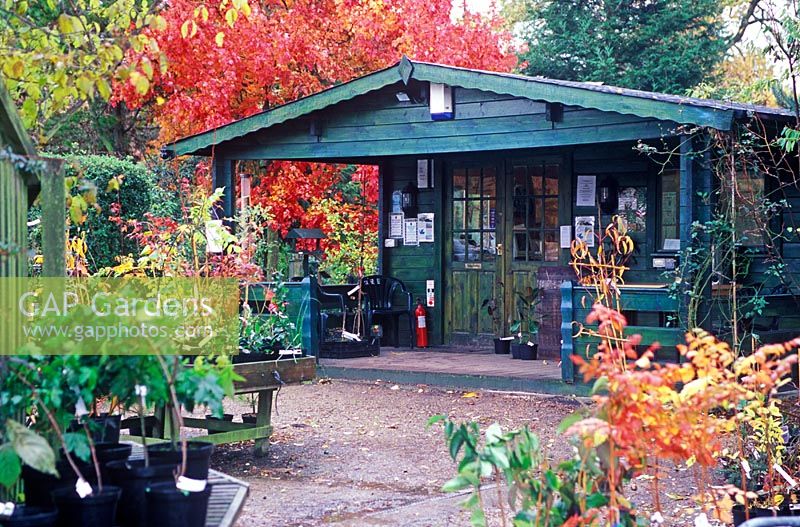Bluebell Nursery and Arboretum, November 