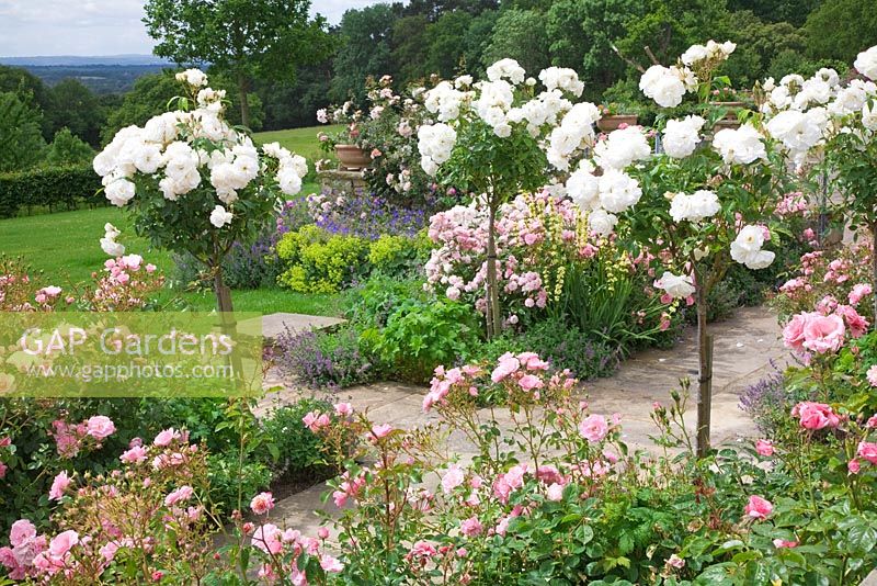 Rosa 'Iceberg' standard underplanted with pink shrub roses, Sisyrinchium striatum and Geranium foliage. High Canfold Farm, Surrey 