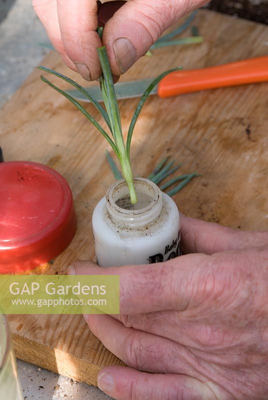 Dipping Dianthus cutting in rooting hormone