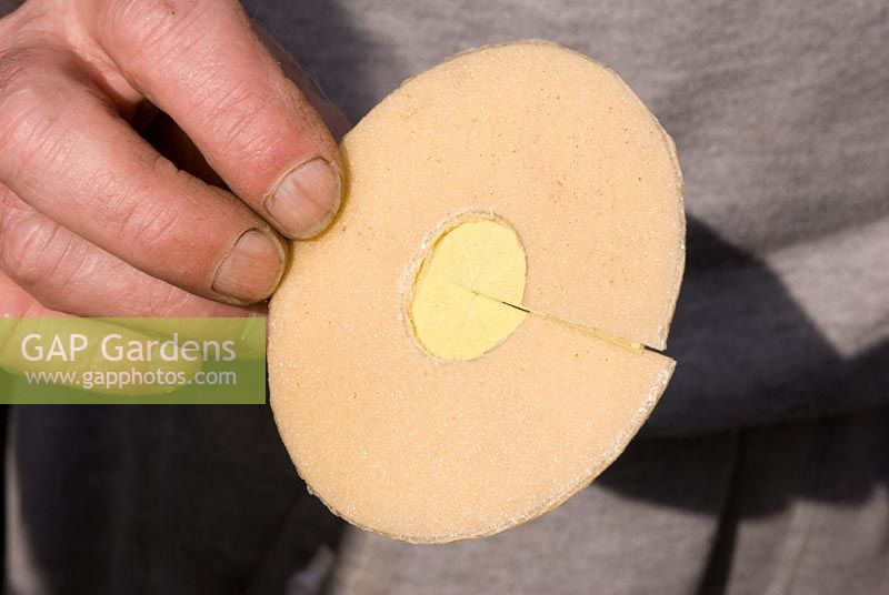 Showing Diathus - Homemade polystyrene slitted card to support fully formed flower, to ensure the petals stay at 90 degrees to the stem