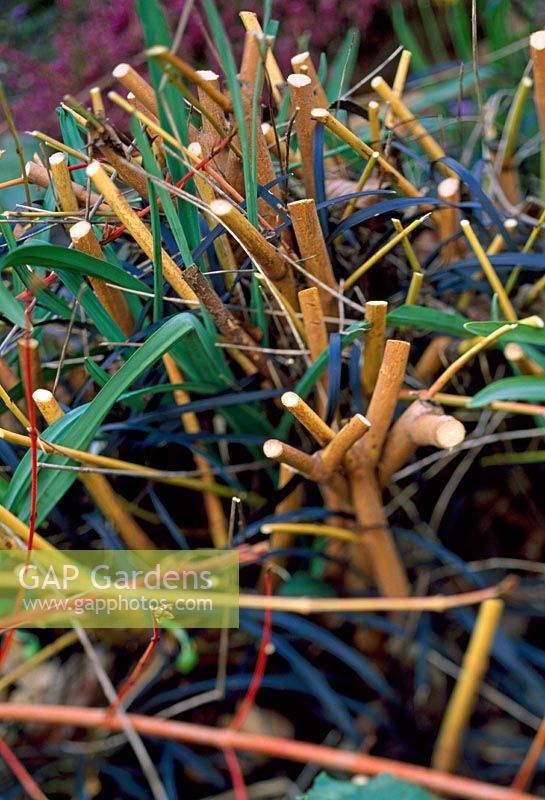 Pruned back stems of Cornus Sanguinea 'Midwinter Fire'