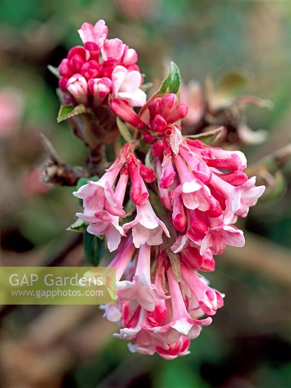 Viburnum x bodnantense 'Dawn'