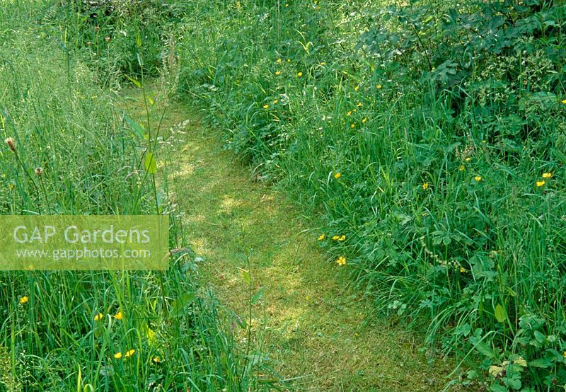 Mown path through wild flower meadow, Barleywood, Hants.