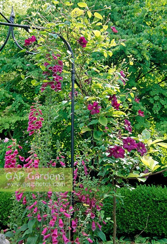 Purple Clematis with Digitalis purpurea - Foxgloves. Barleywood, Hants.