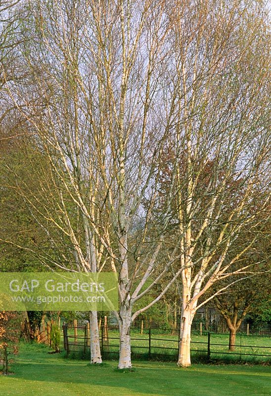 Betula jacquemontii planted in a group of three