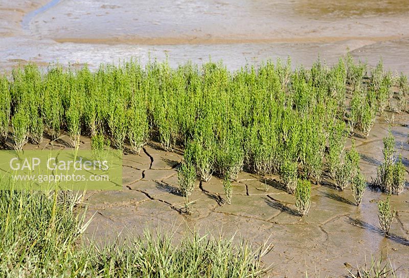 Samphire growing in mud flats in Suffolk
