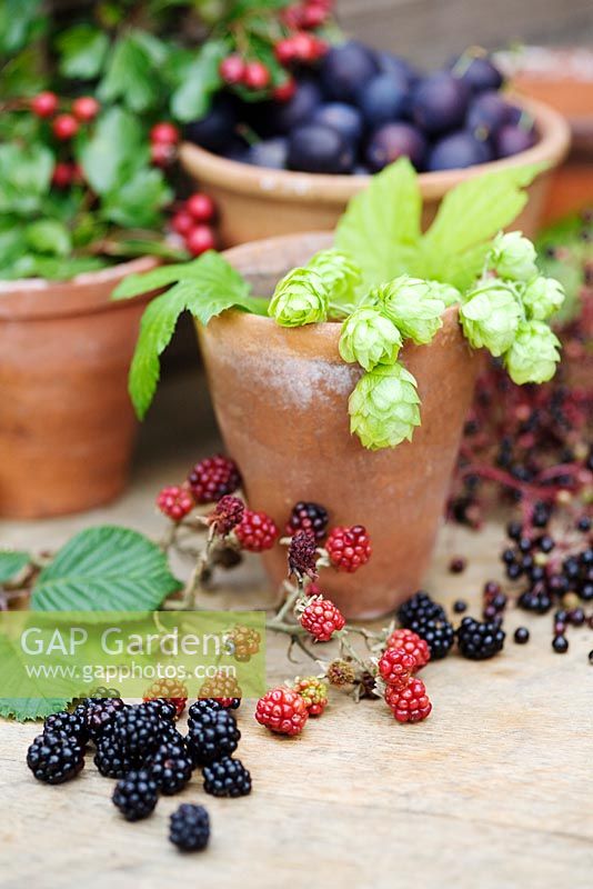 Damsons, elderberries, hawthorn, blackberries and hops
