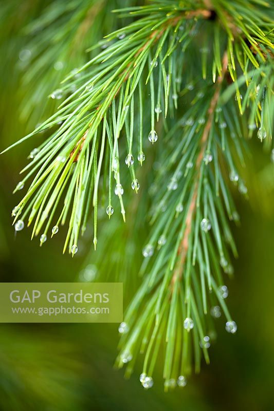 Picea smithiana - Morinda spruce