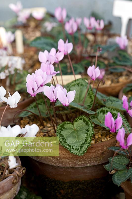 Cyclamen graecum