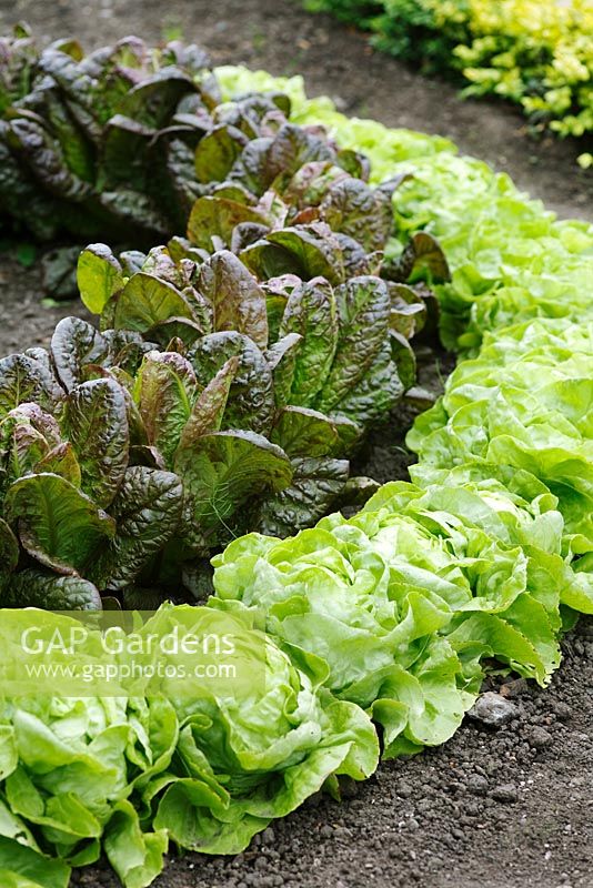 Different types of lettuces growing in circular rows