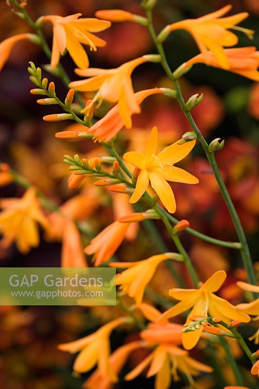 Crocosmia x crocosmiiflora 'George Davidson'