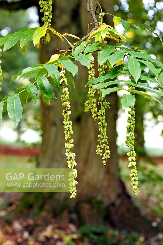 Pterocarya fraxinifolia - Caucasian Wing Nut Tree, autumn