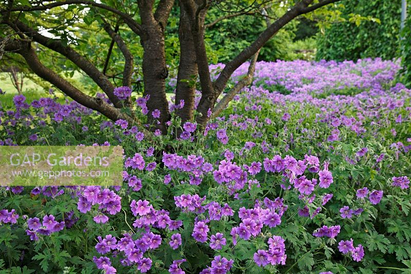 Geranium x magnificum beneath Prunus