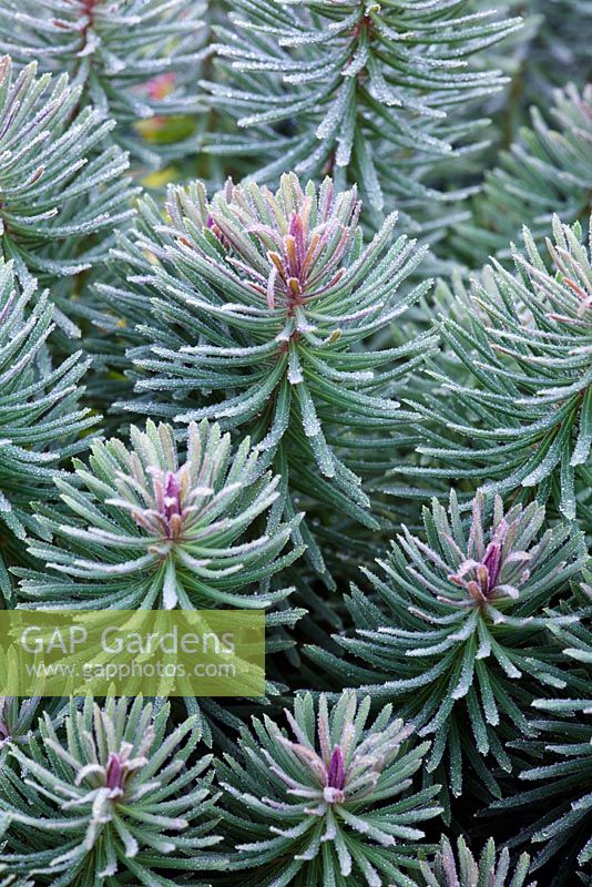 Foliage of Euphorbia cyparissas 'Fens Ruby' with dew in June