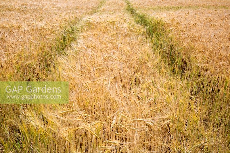 Hordeum - Barley field in Suffolk