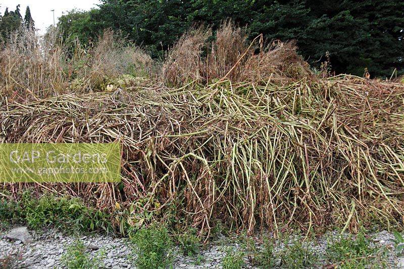 Polygonum cuspidatum - Japanese knotweed plants treated with herbicide