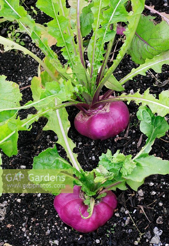 Turnips 'Purple Top Milan'