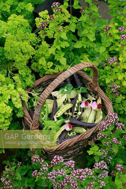 Three varieties of freshly harvested peas in a rustic basket surrounded by golden marjoram and parsley. Green podded 'Little Marvel', Purple podded 'Blauwschokker' and yellow podded 'Golden Sweet'