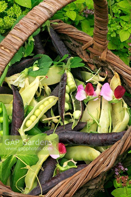 Three varieties of freshly harvested peas in a rustic basket. Green podded 'Little Marvel', Purple podded 'Blauwschokker' and yellow podded 'Golden Sweet'